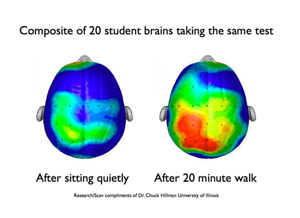 brain cerebellum exercise